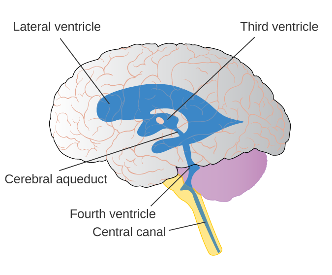 Ventricles of the brain